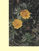 Лапчатка гусиная (калган) (Potentilla anserine L.) Лапчатка гусиная (калган) (Potentilla anserine L.)